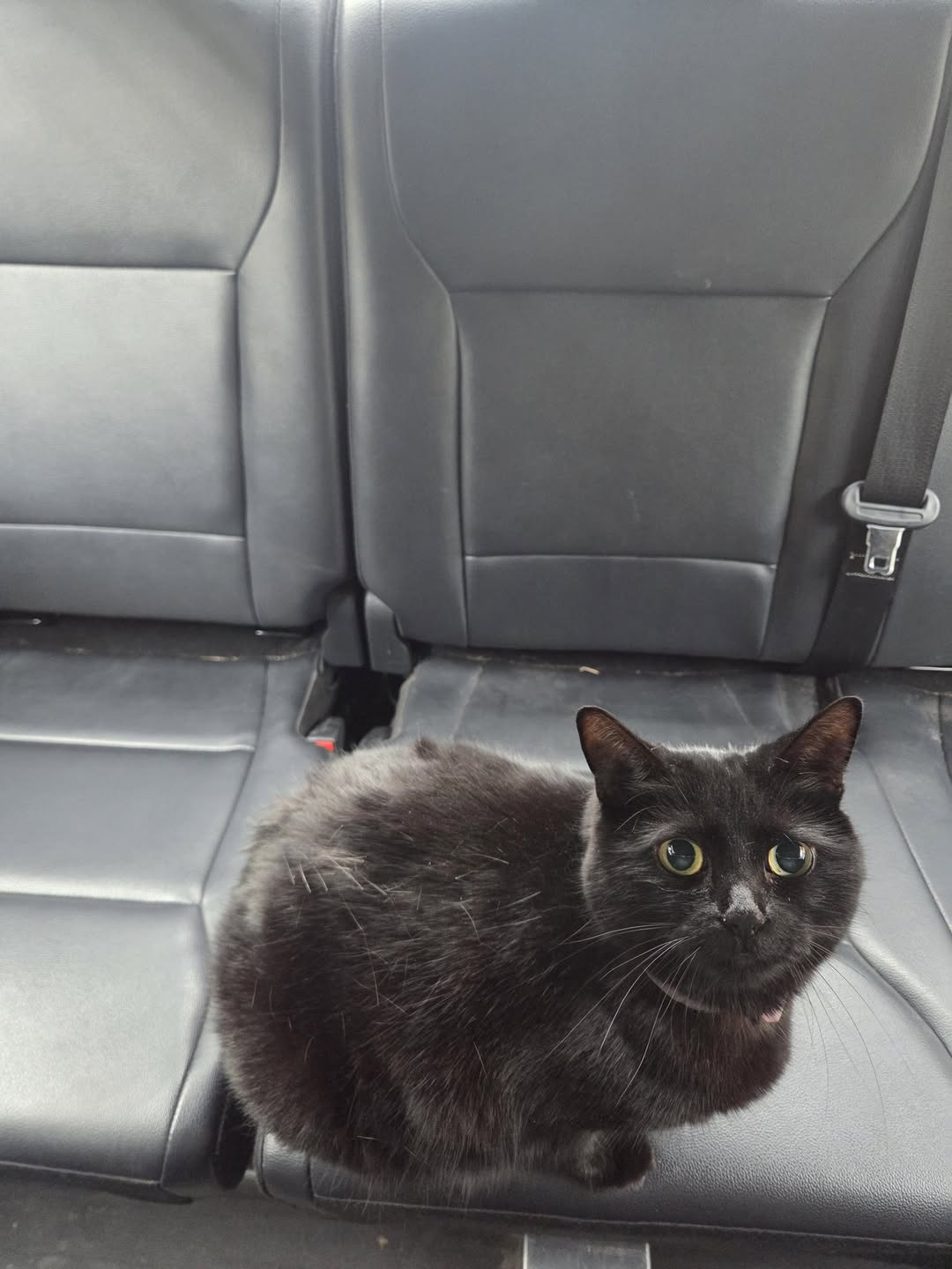 Found cat