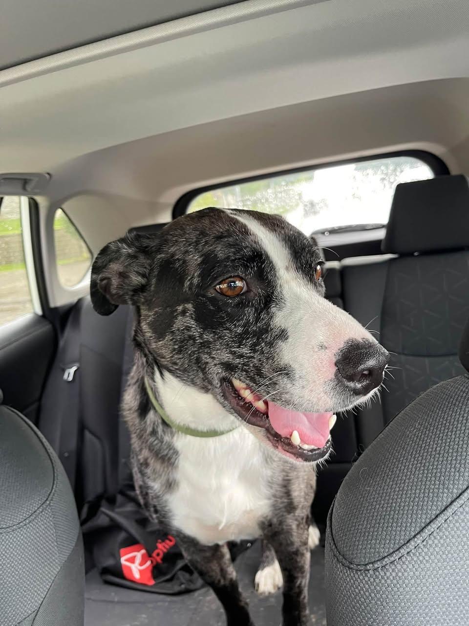 Found dog