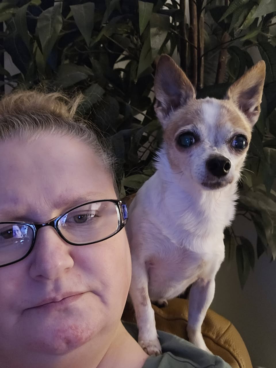 Lost dog