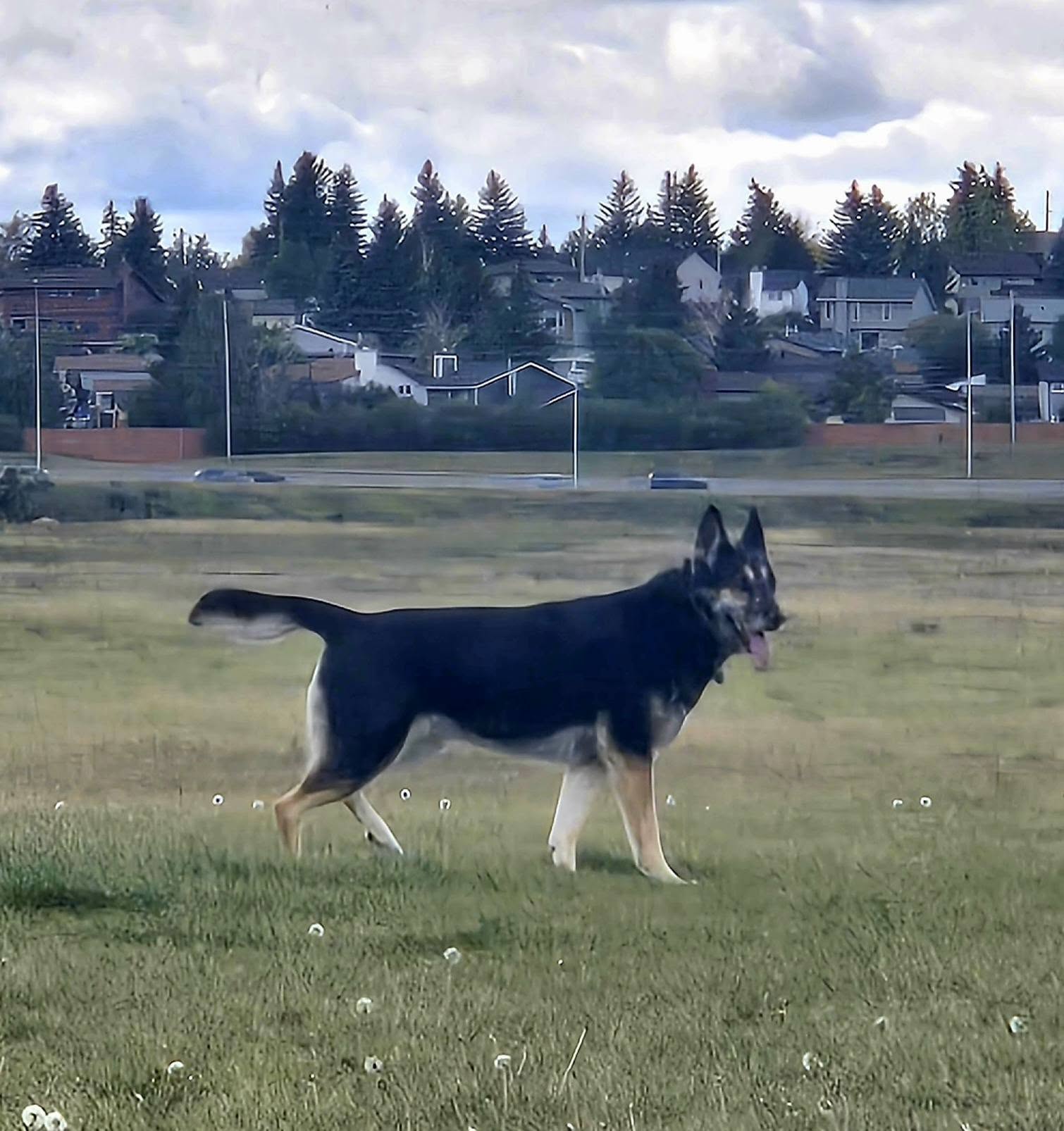 Found dog