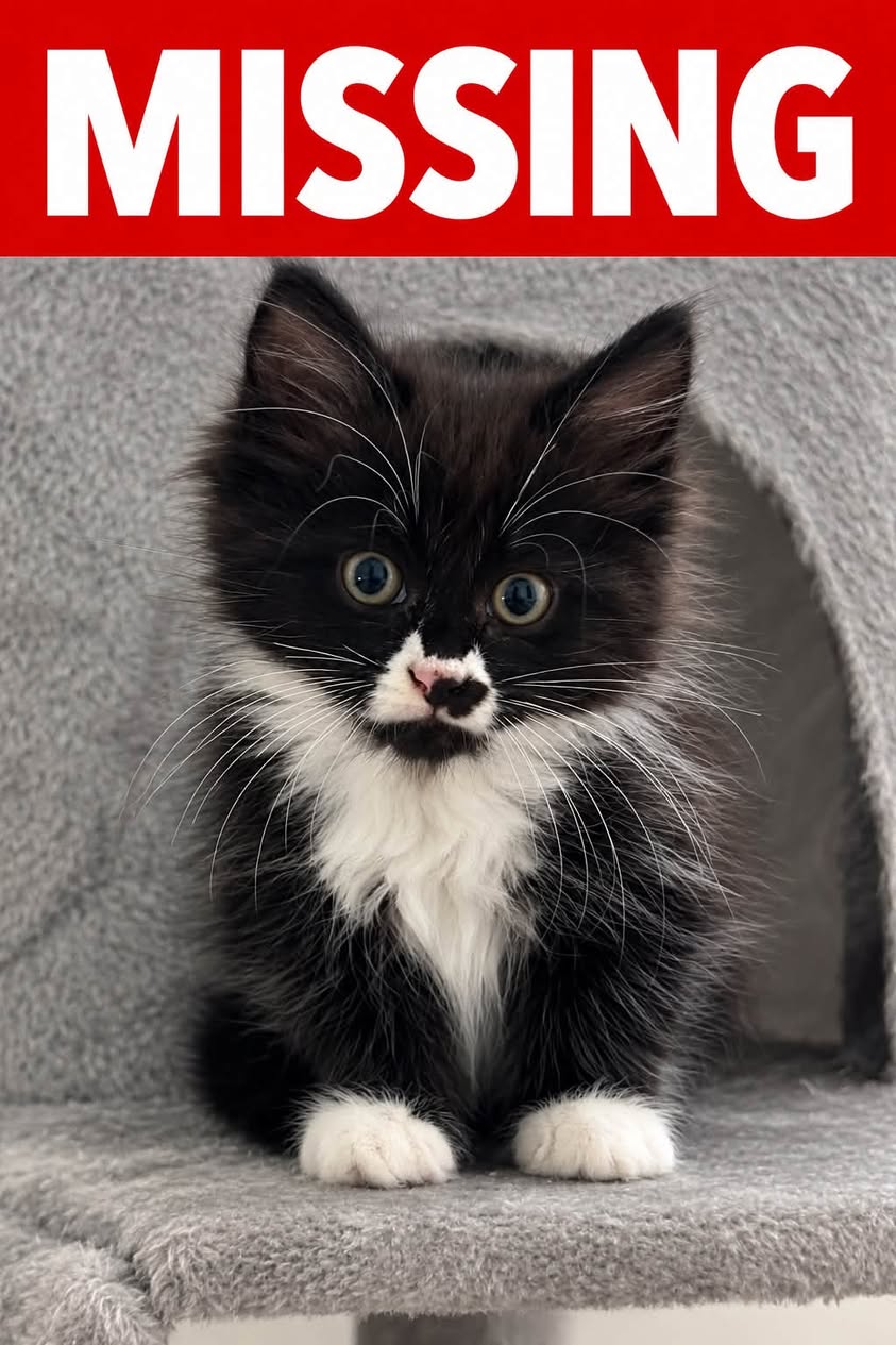 Lost Cat in Calgary
