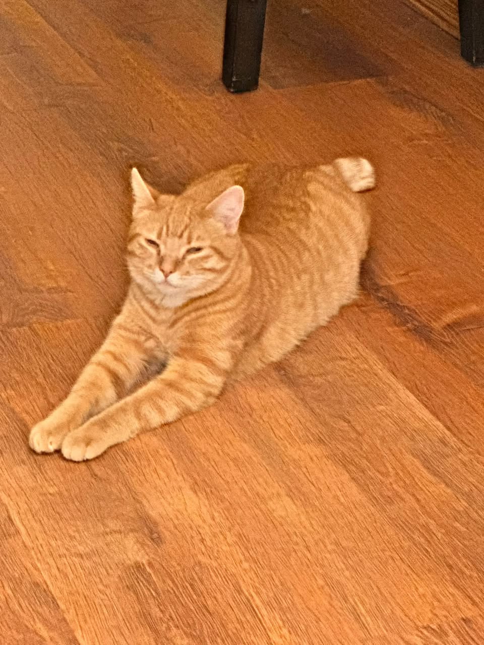 Lost Cat in Evergreen SW