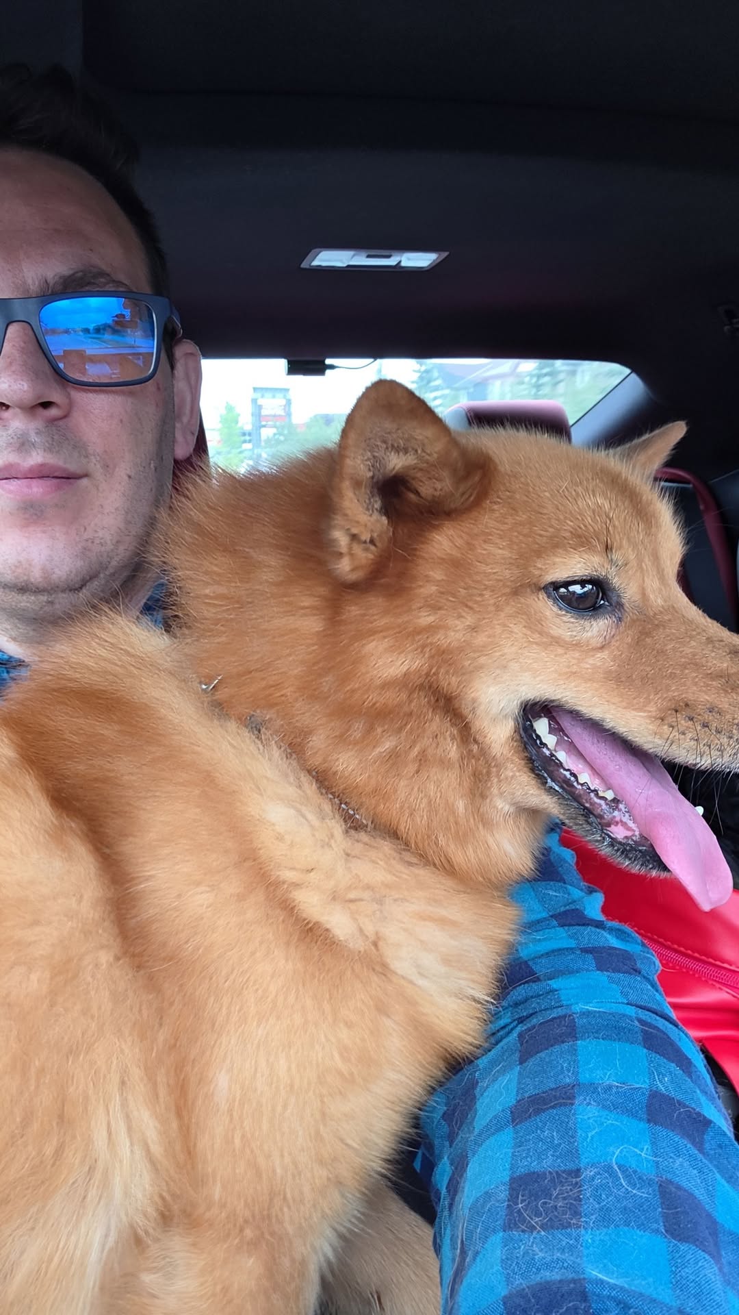 Found dog