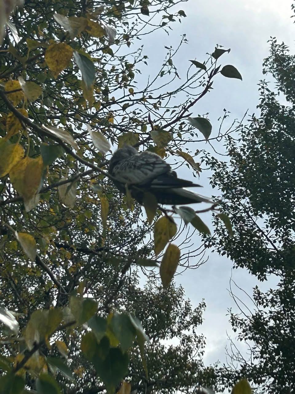 Found bird