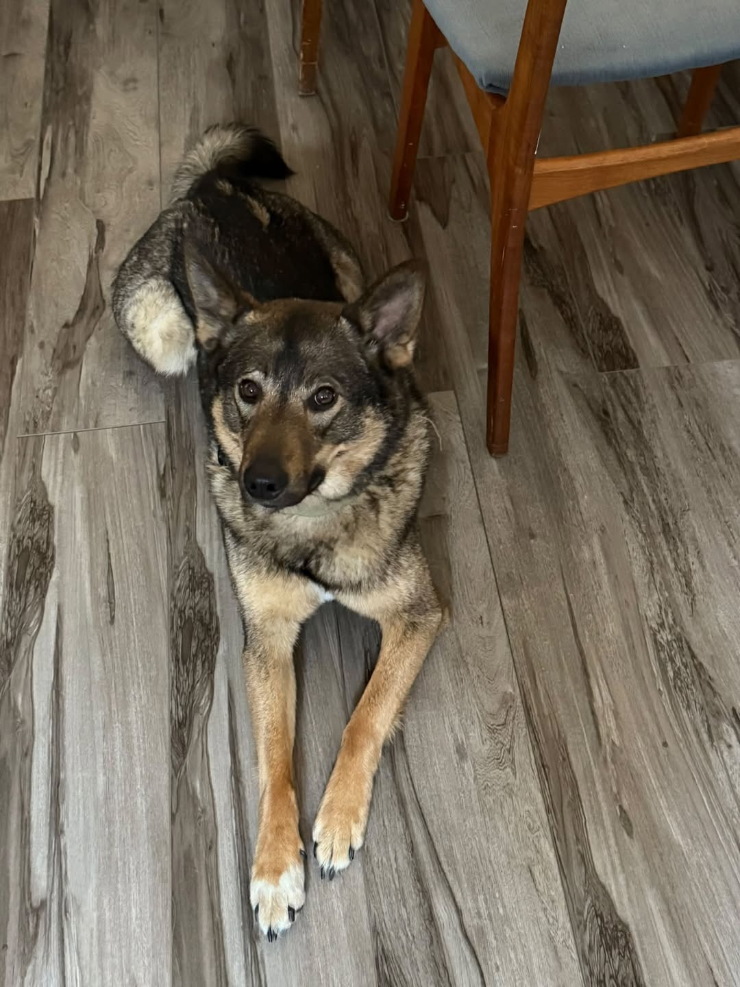 Lost dog