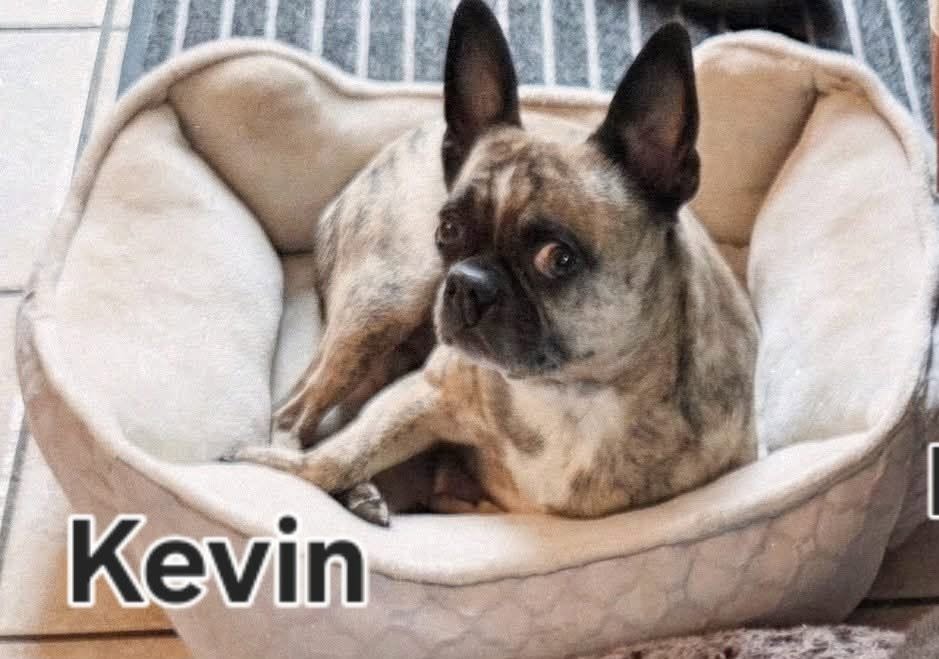 Lost Dog in Calgary