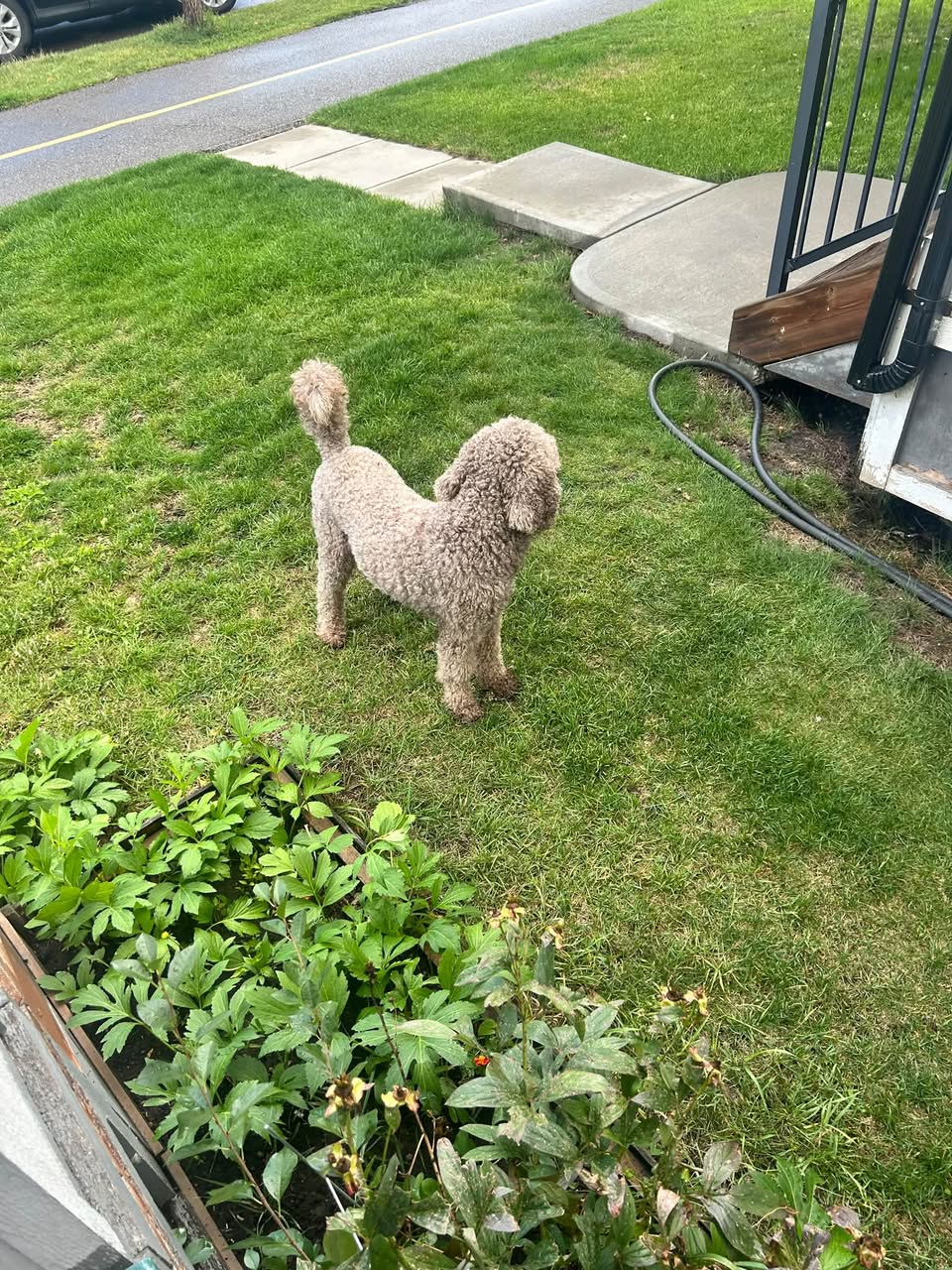 Found dog
