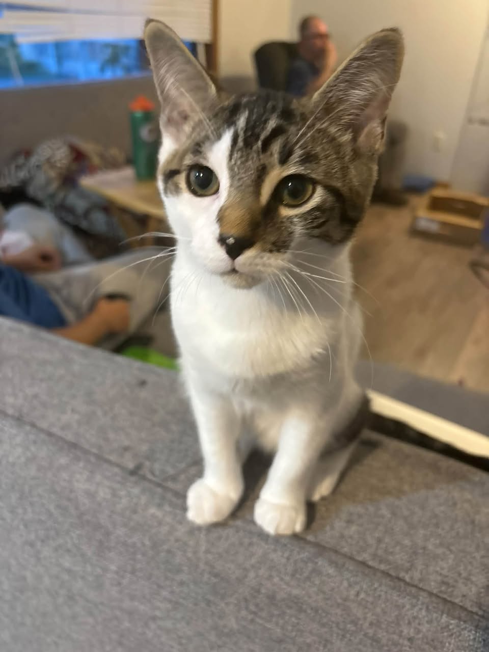 Lost cat