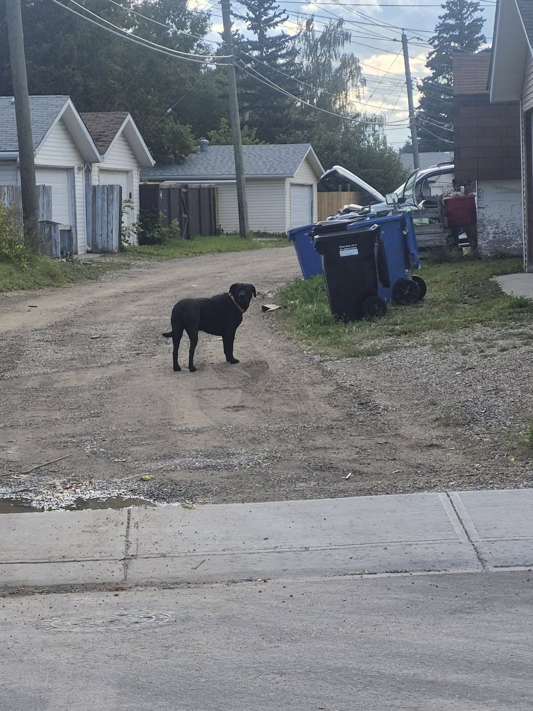 Found dog
