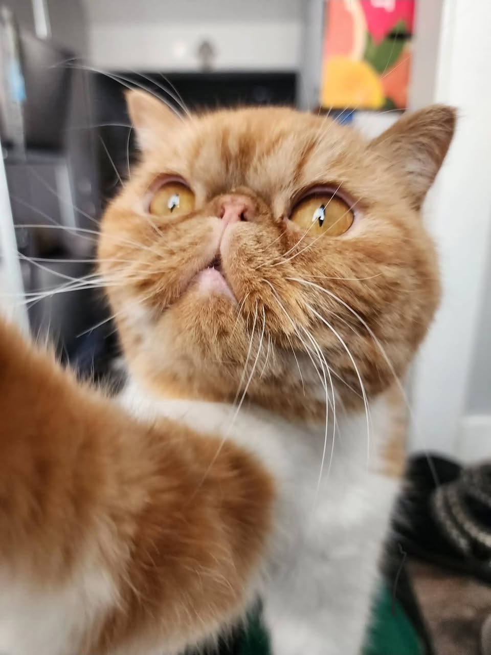 Lost Cat in Spruce Cliff SW