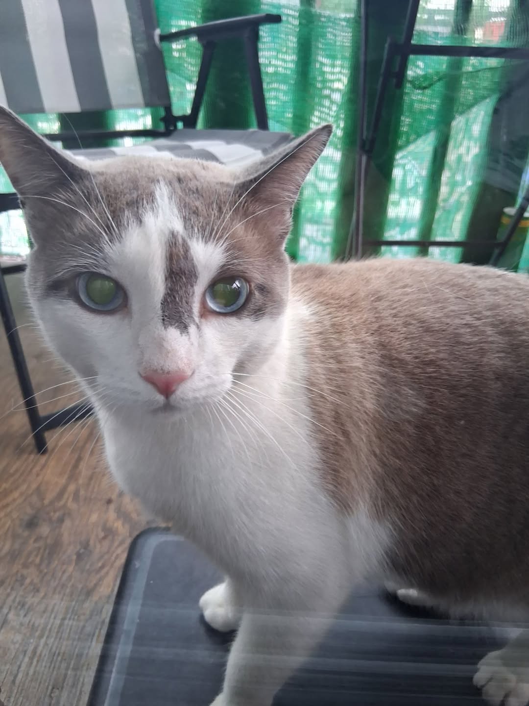 Found cat
