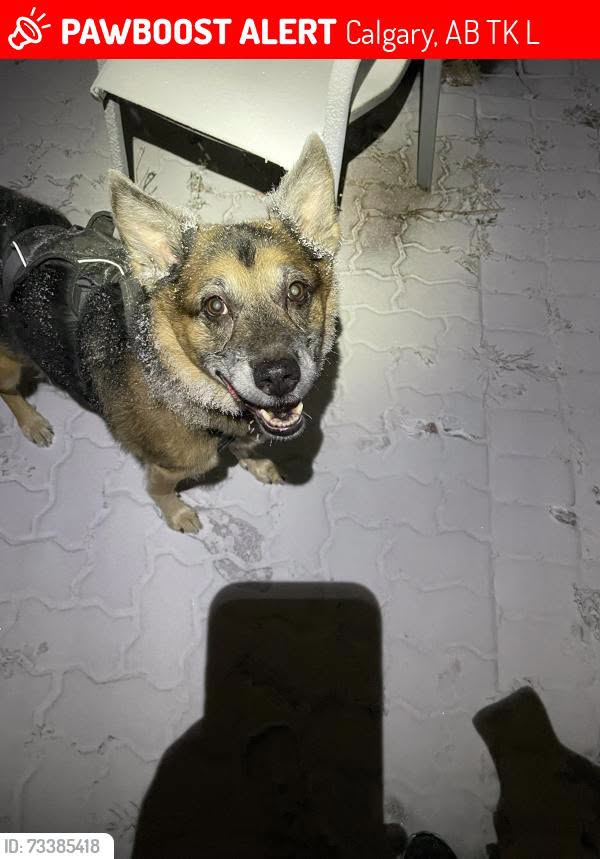 Lost Dog in Calgary
