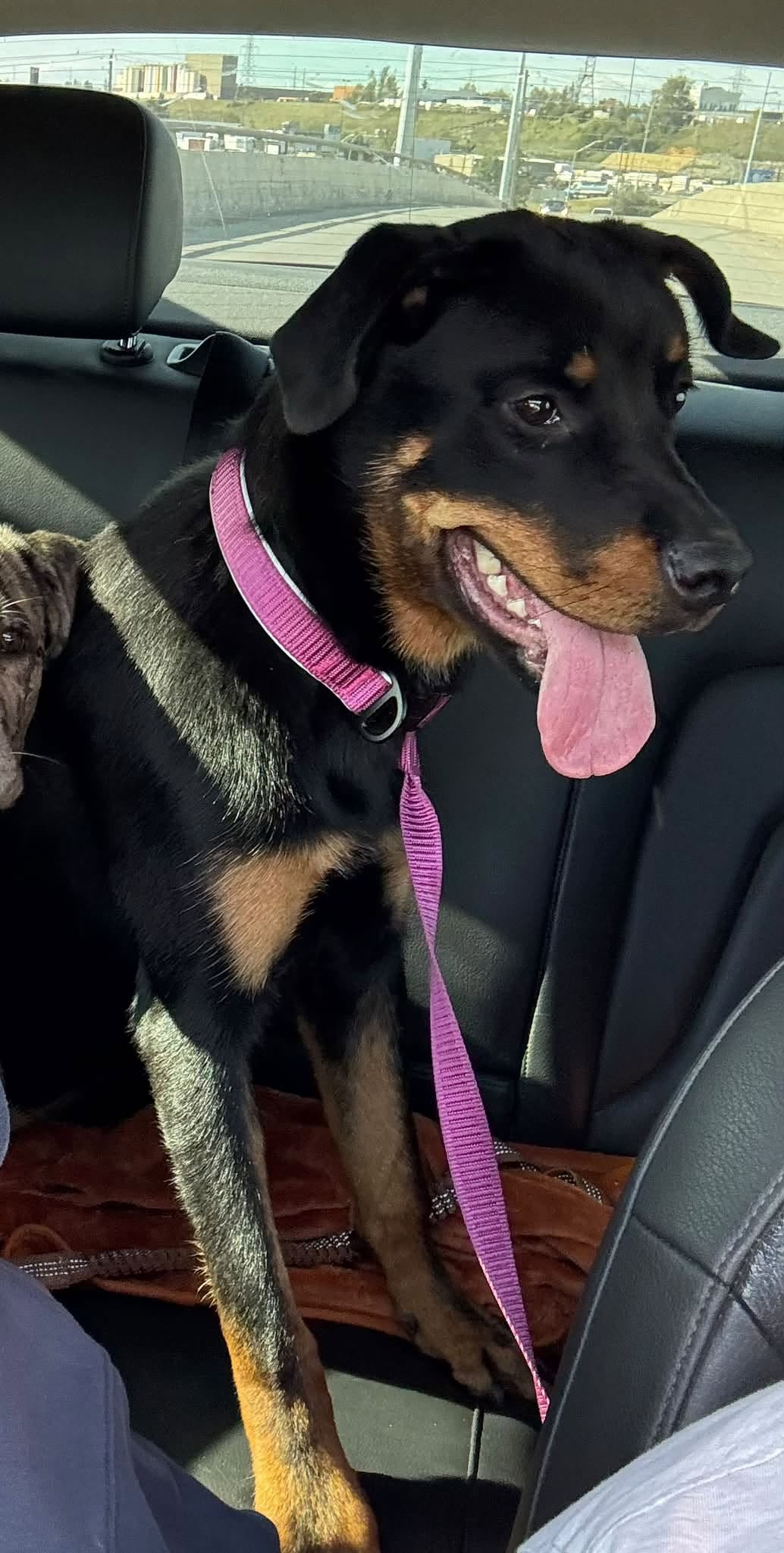 Lost Dog in Abbeydale