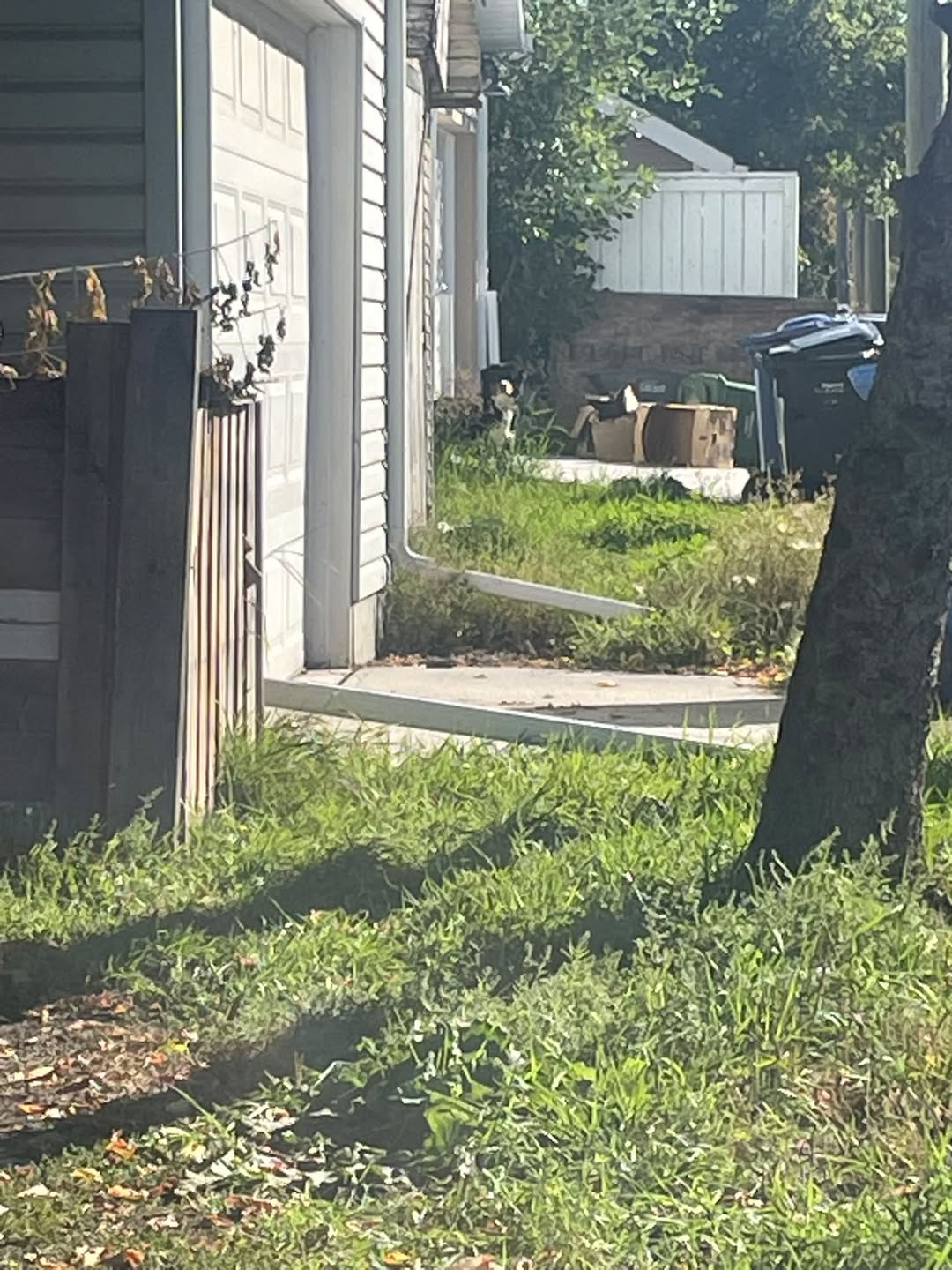 Found dog