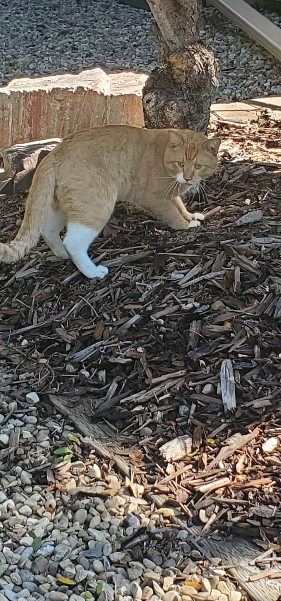 Found cat