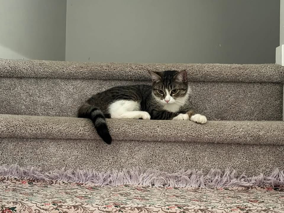 Lost Cat in Belmont Gardens