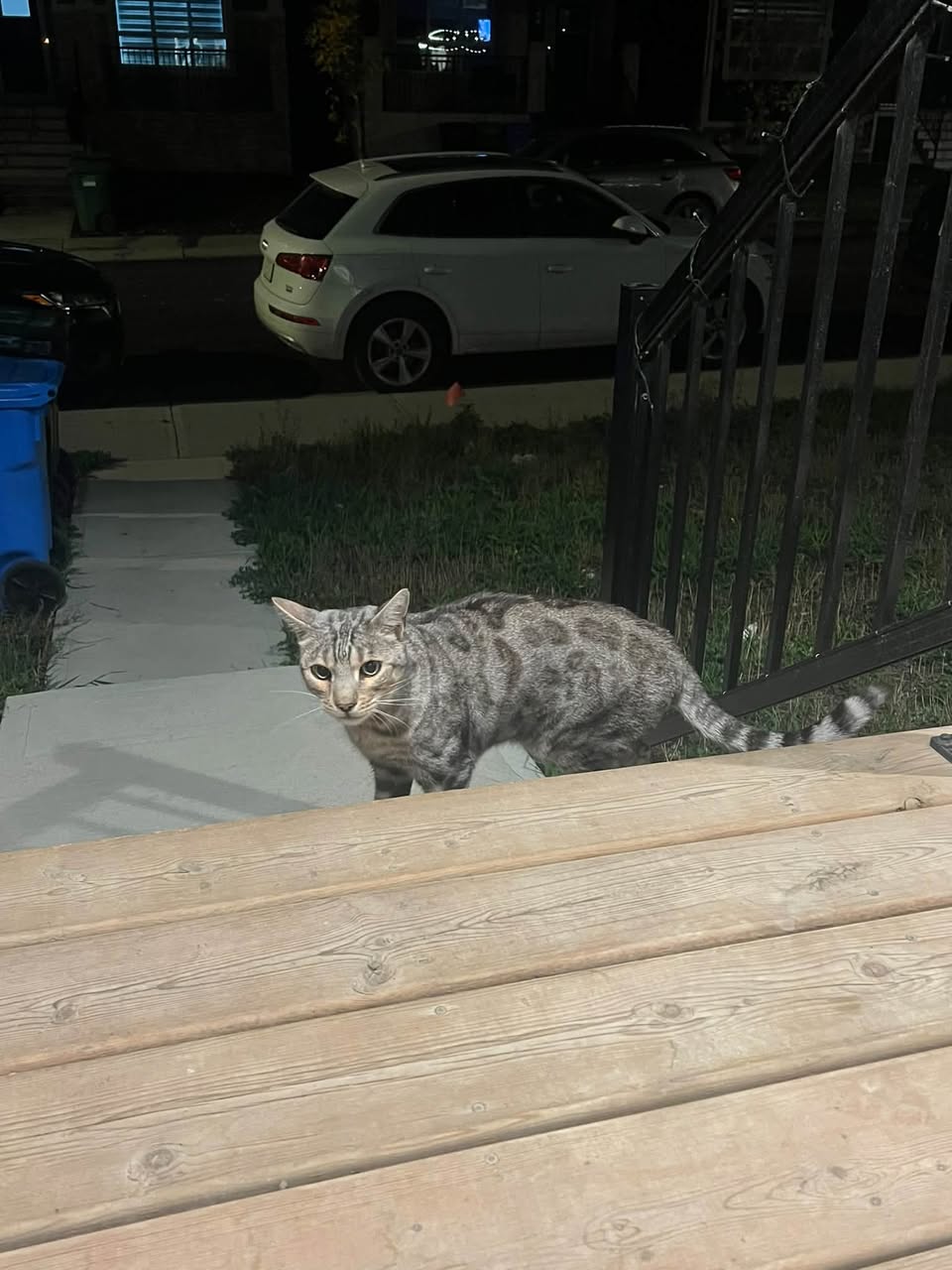 Found cat