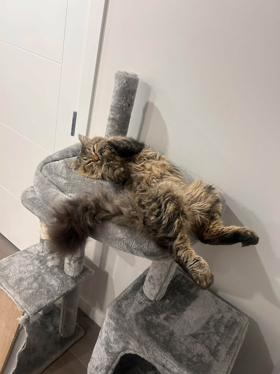 Lost Cat in Cornerstone