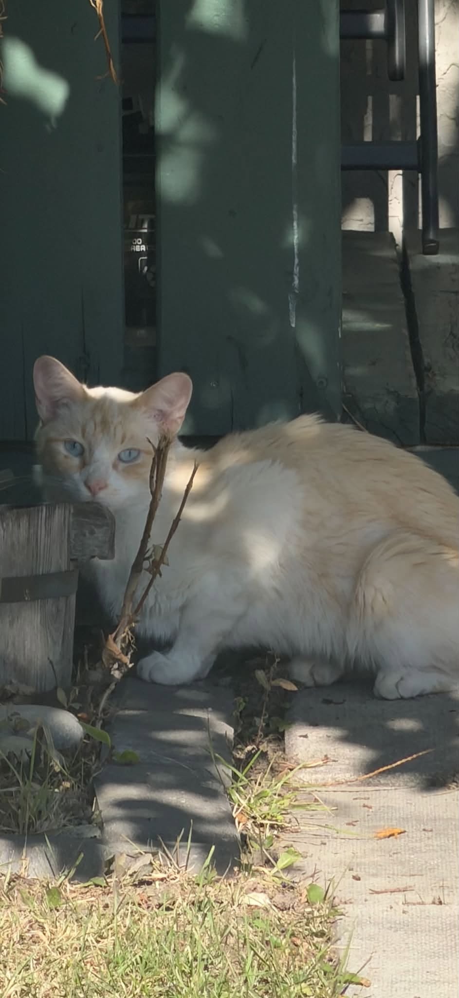 Found cat