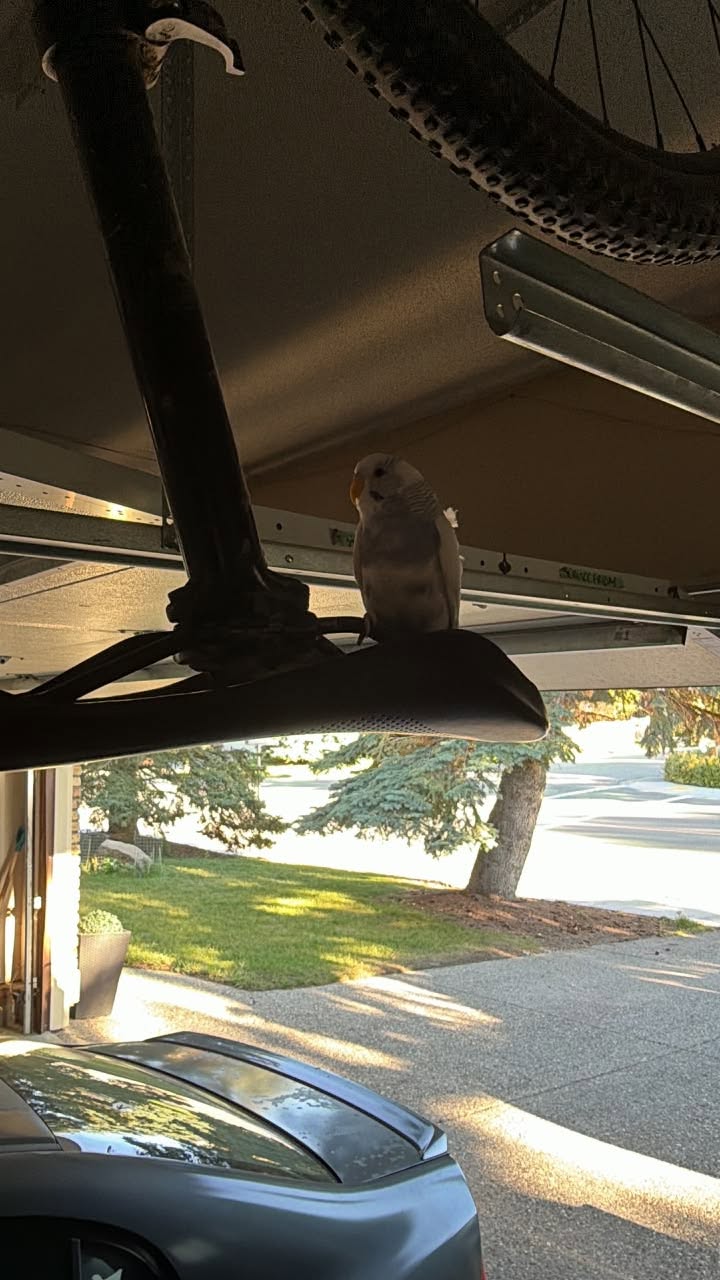 Found budgie