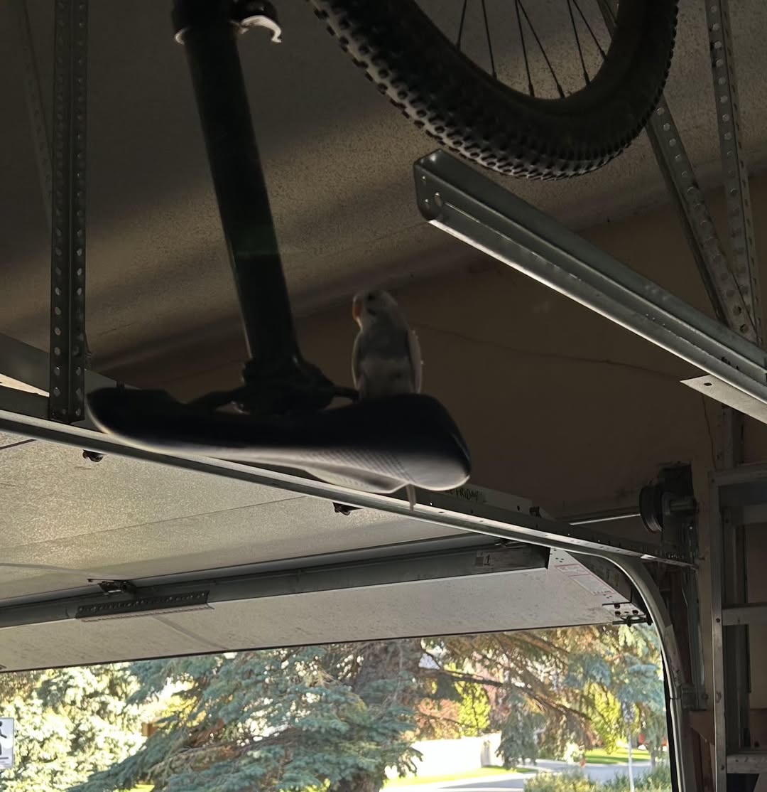 Found budgie