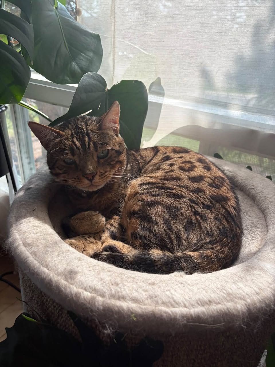 Lost Cat in Strathcona Park