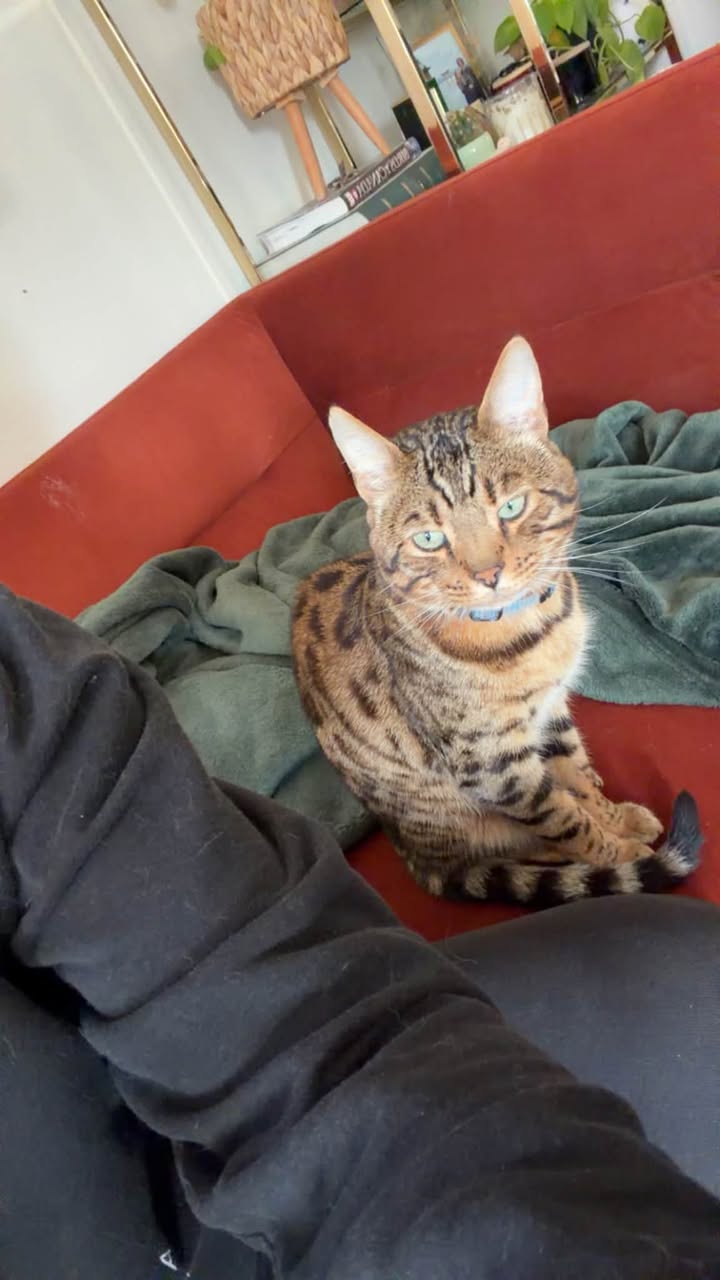 Lost cat