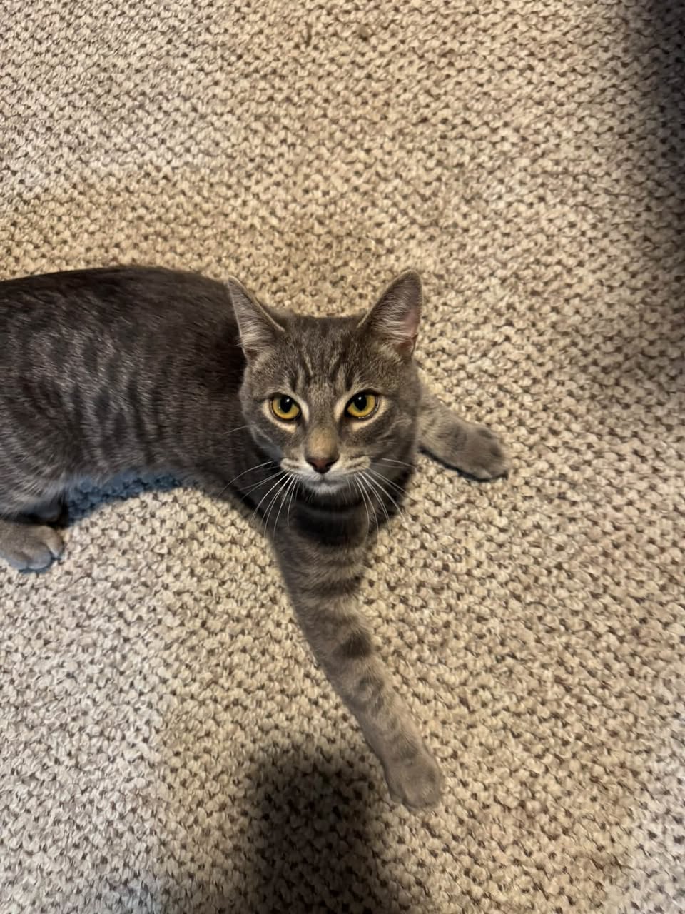 Found cat