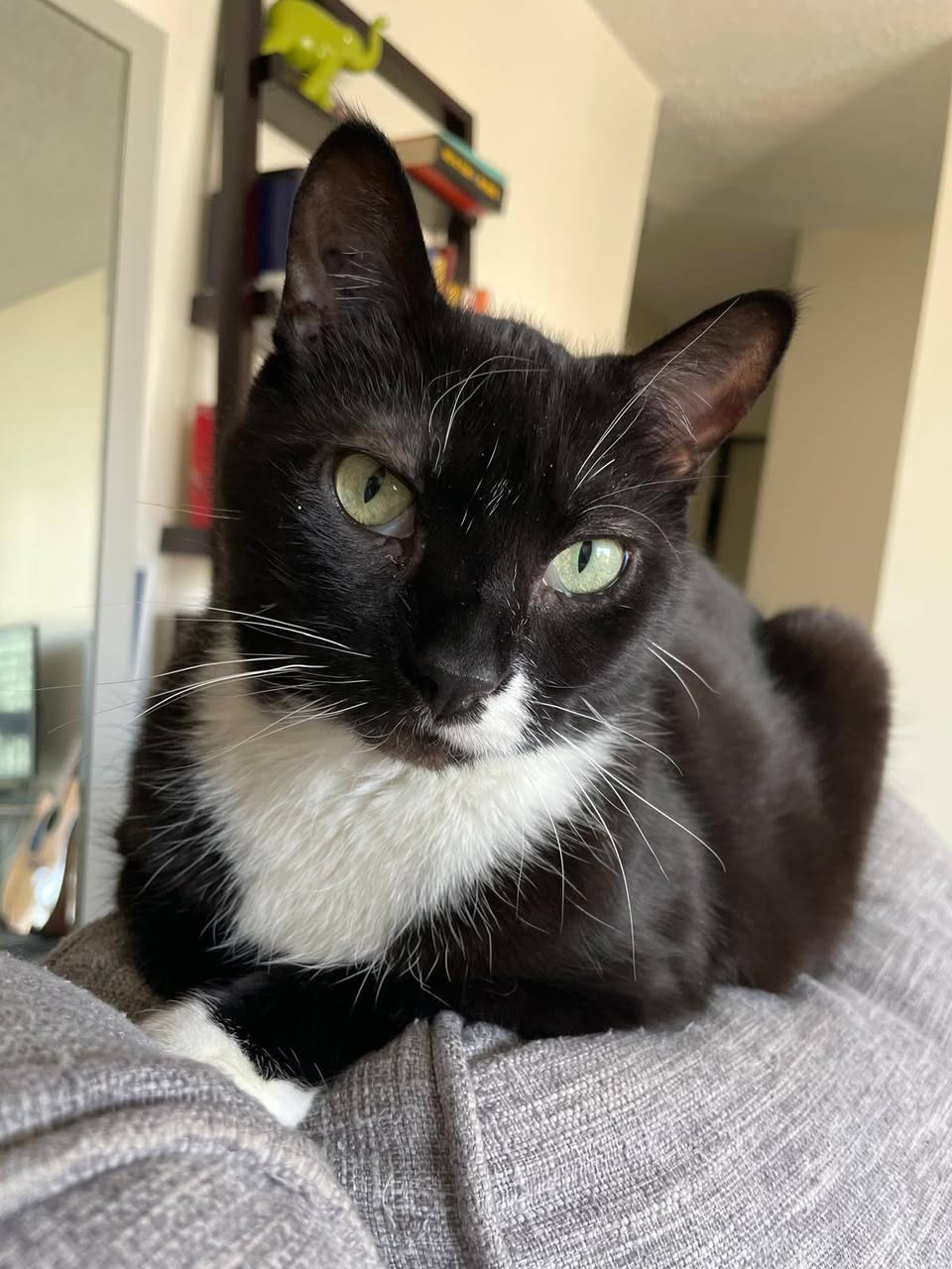Lost Cat in Crescent Heights