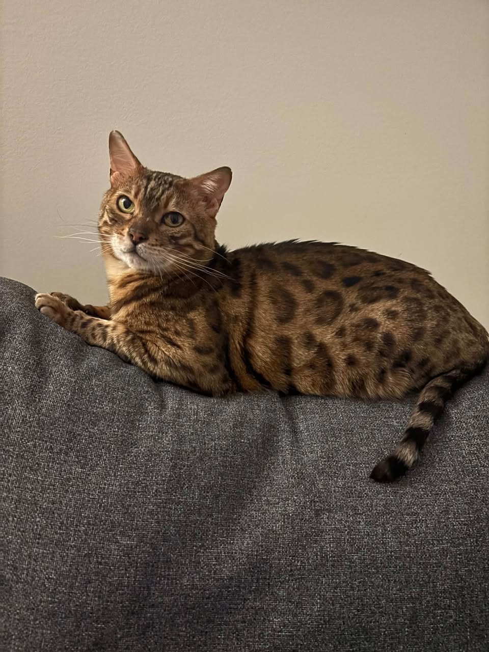 Lost cat