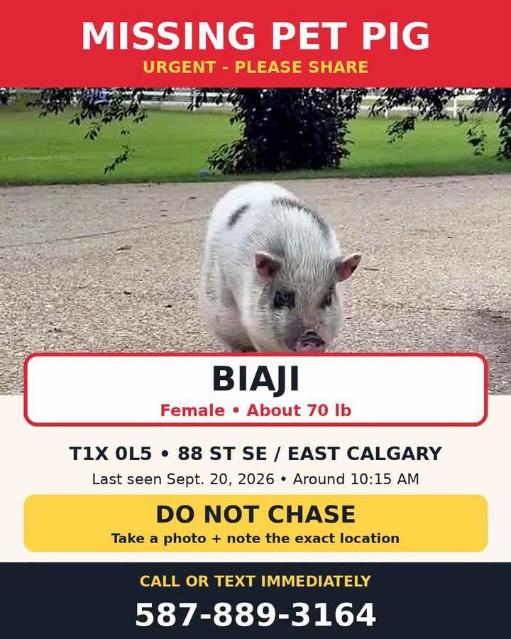 Lost pig