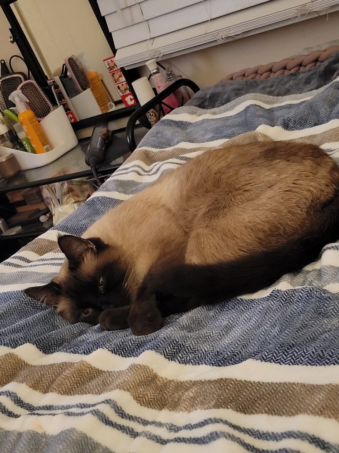 Lost Cat in Highland Park