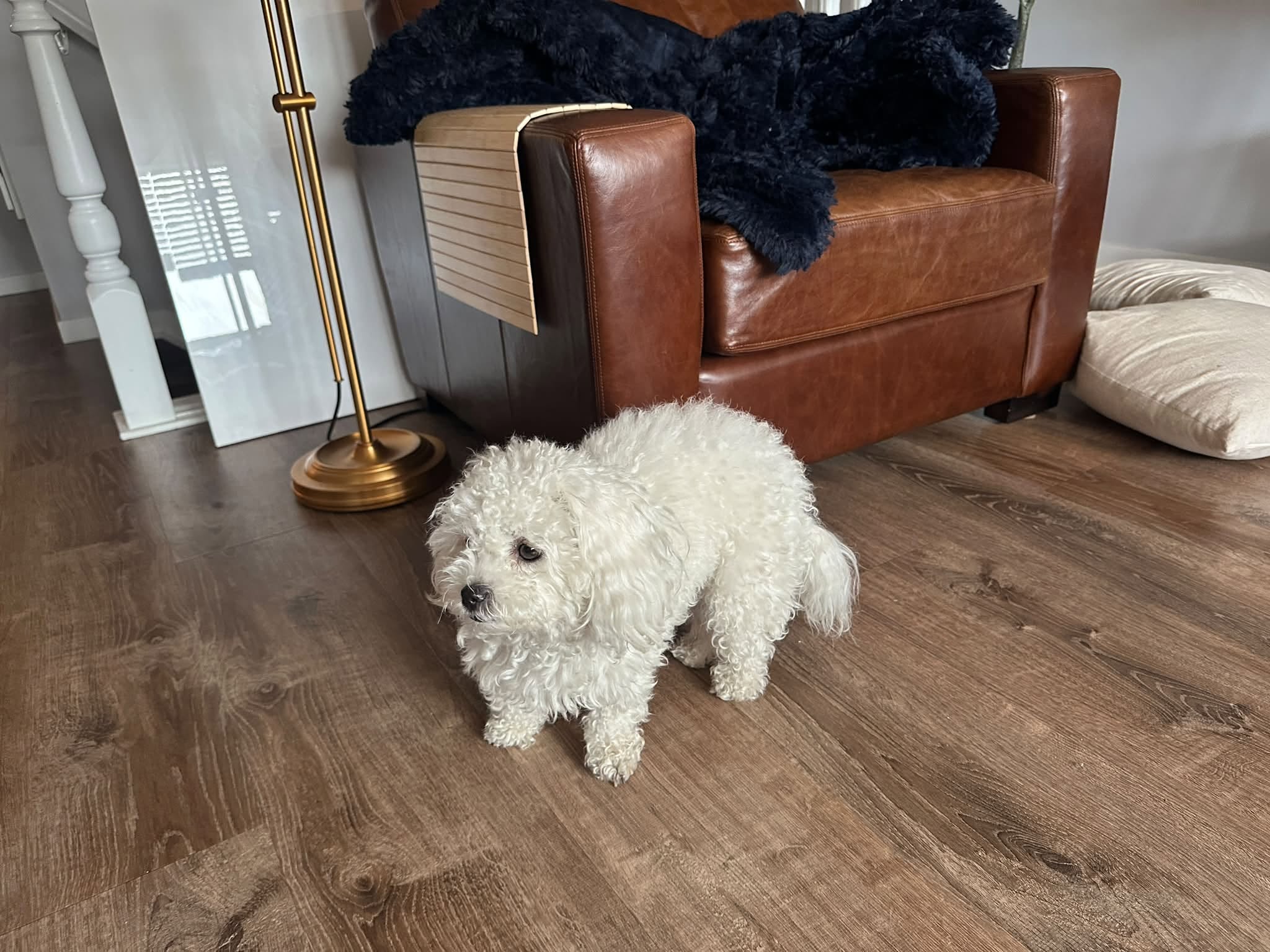 Lost Dog in Mount Pleasant