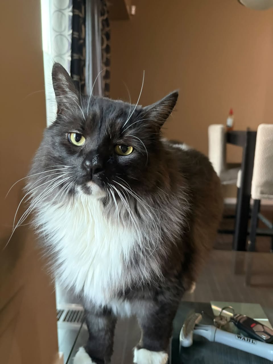 Lost Cat in Panorama Hills