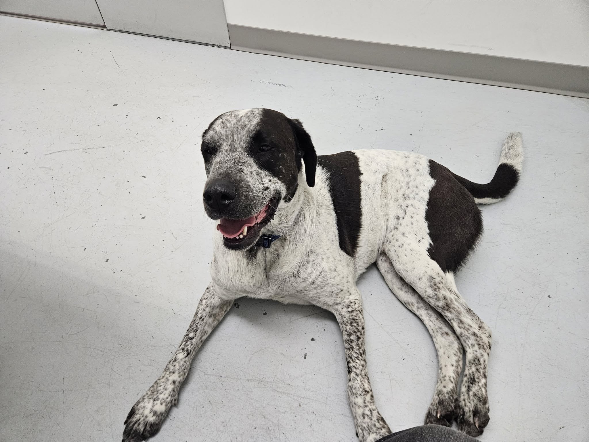 Found dog