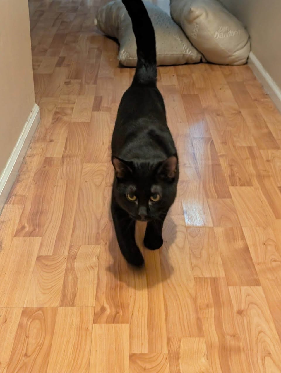 Found cat