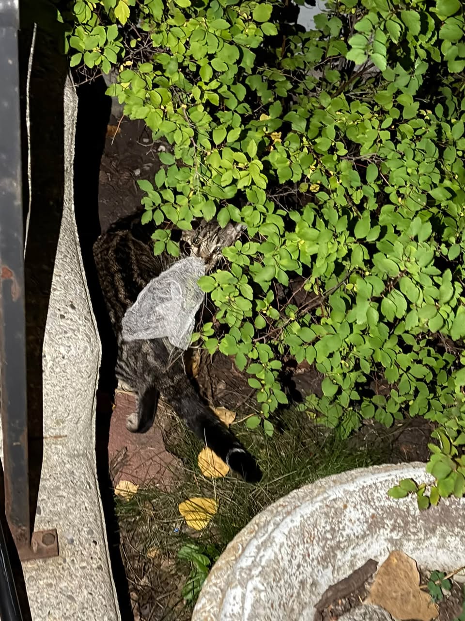 Found cat