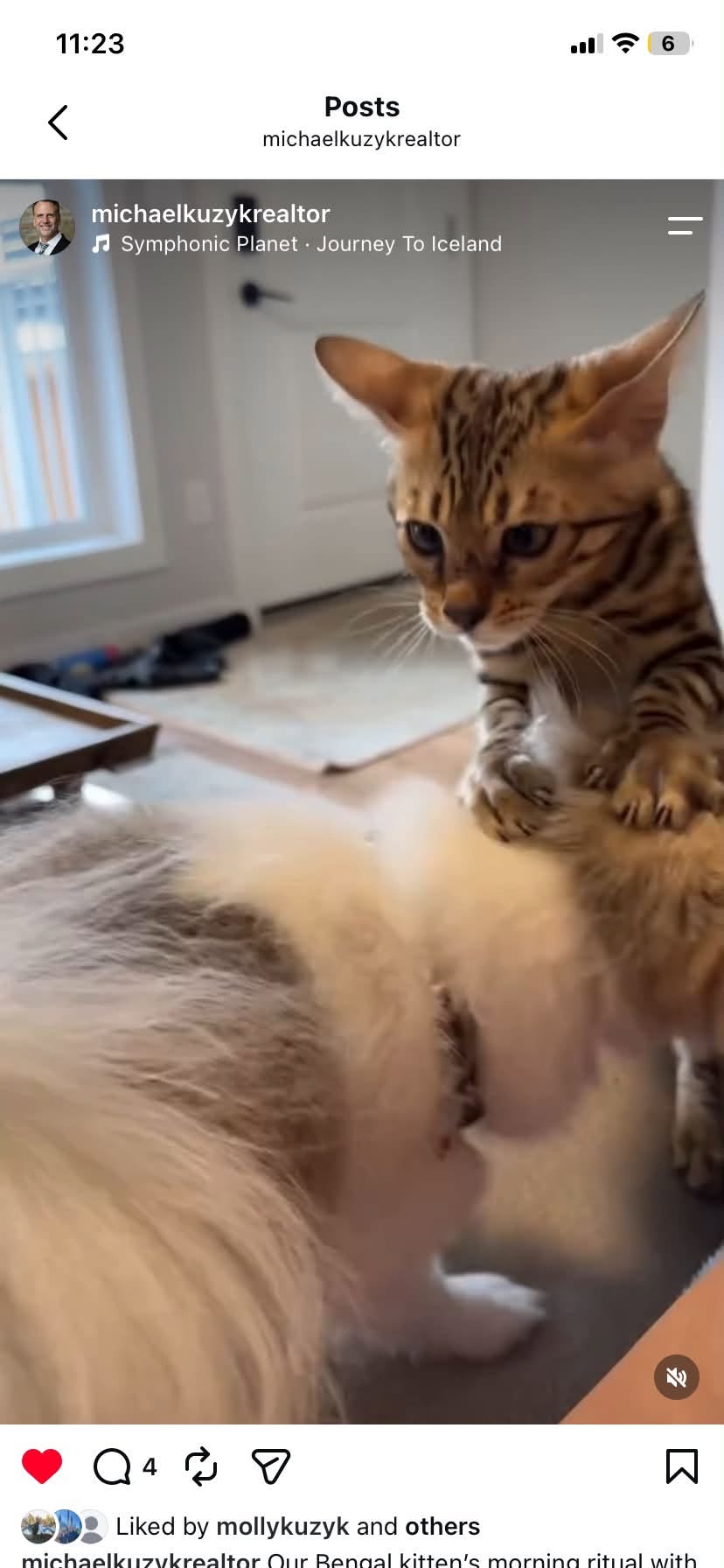 Lost cat