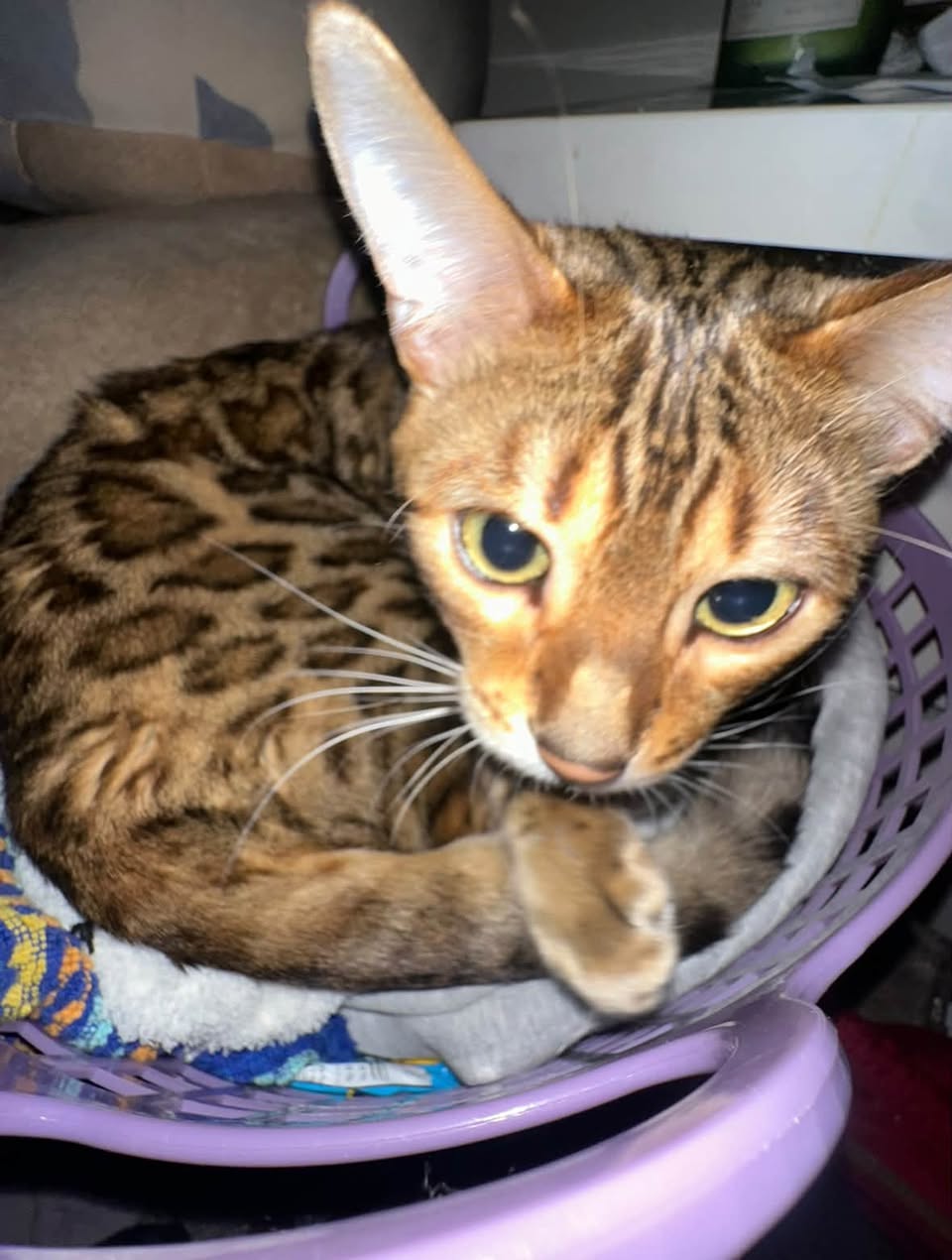 Lost Cat in Calgary