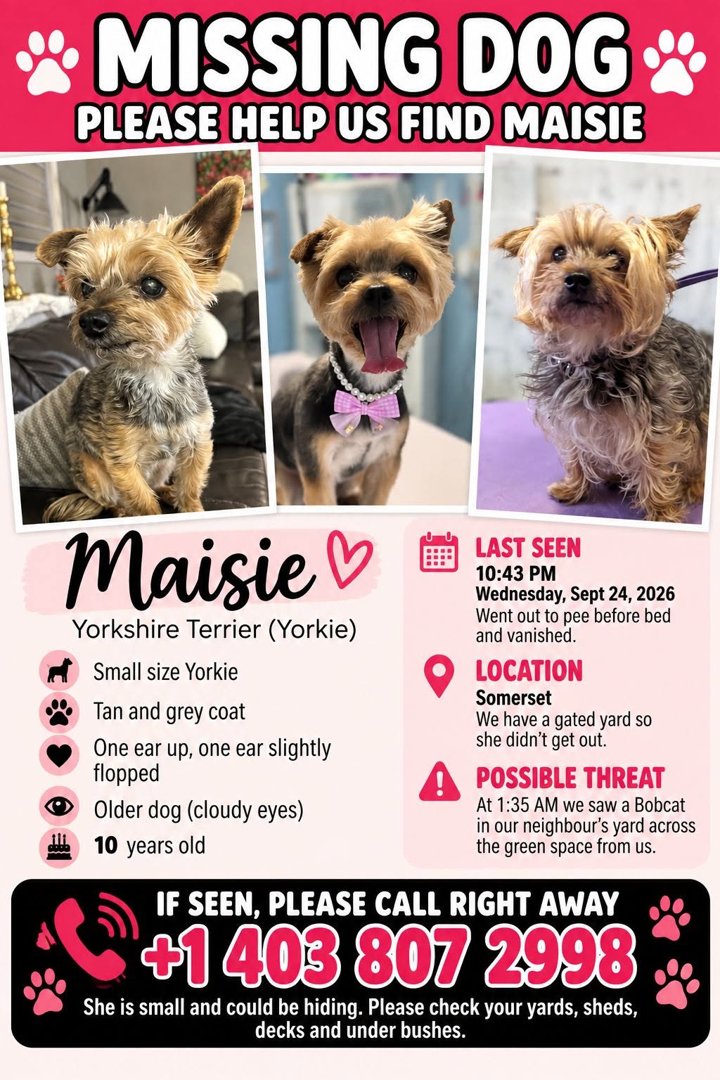 Lost Dog in Calgary