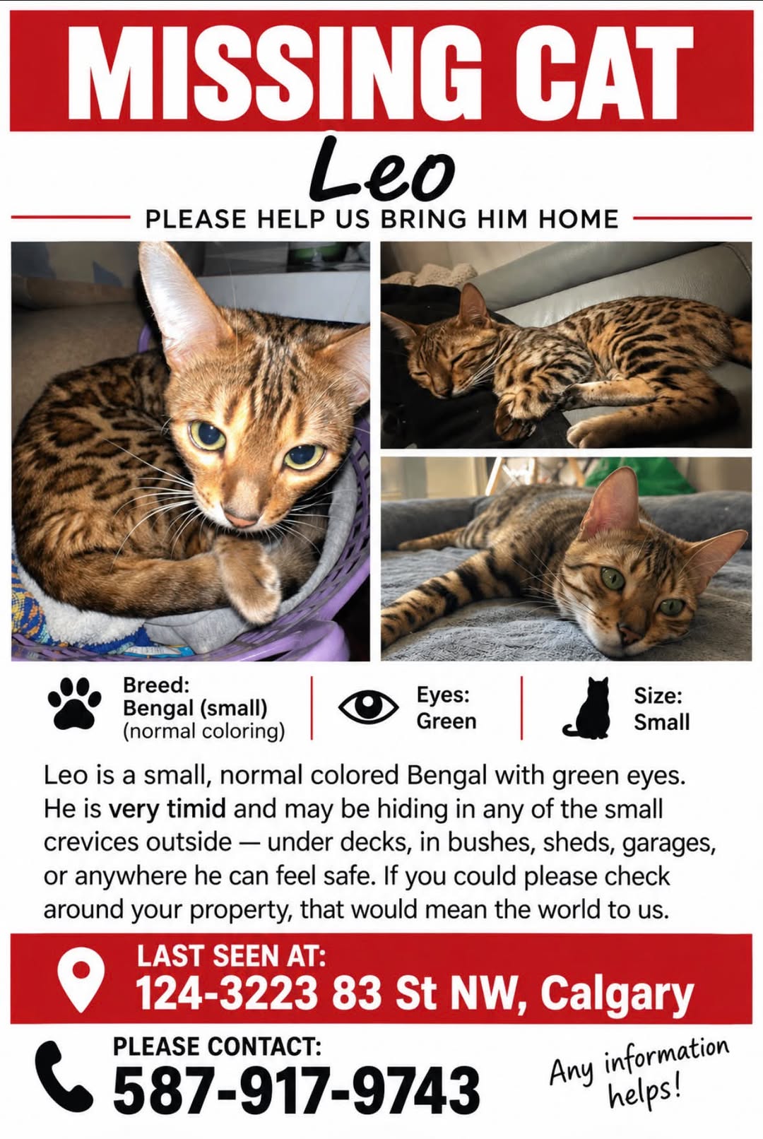 Lost Cat in Calgary