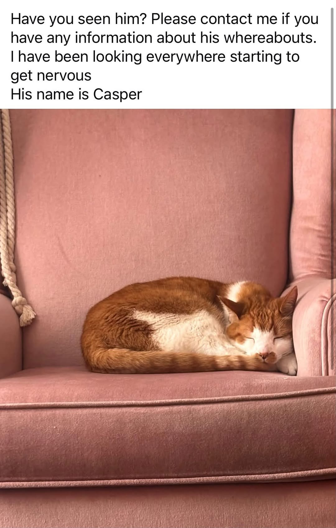 Lost Cat in Calgary