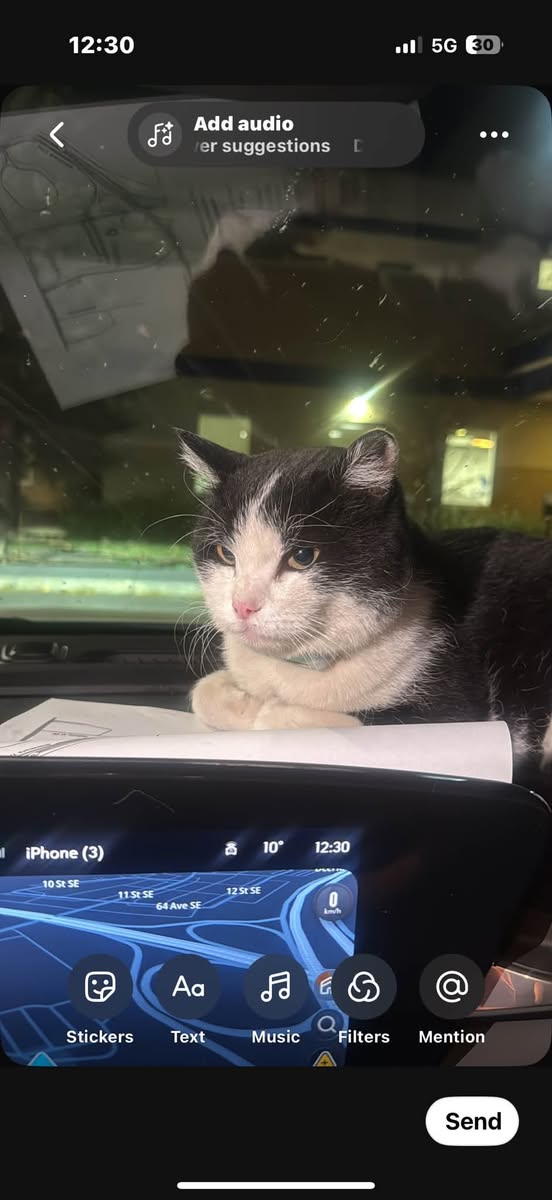 Found cat