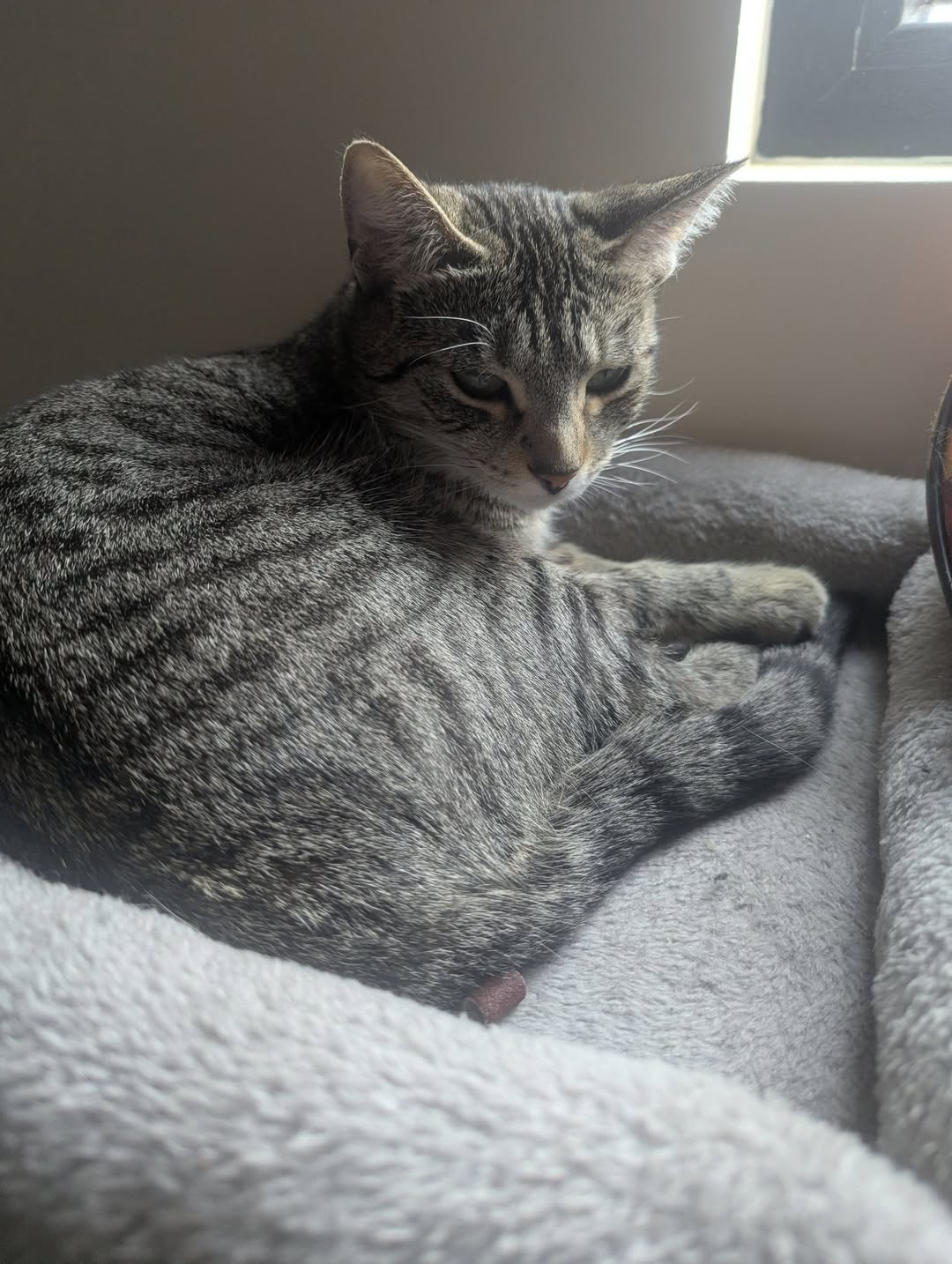 Lost Cat in Mount Pleasant