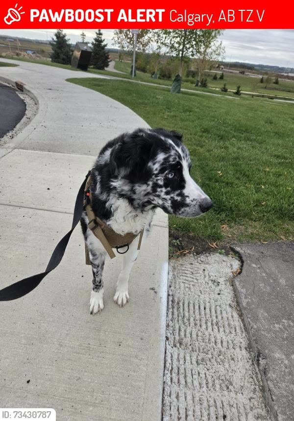Lost Dog in Calgary
