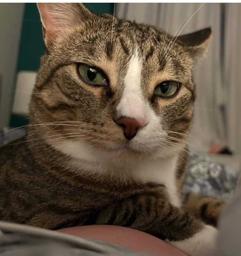 Lost Cat in Killarney