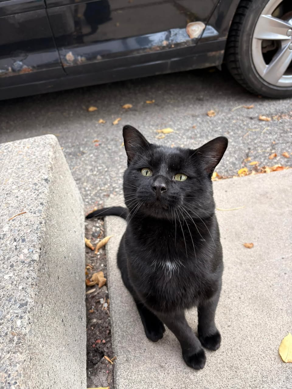 Found cat