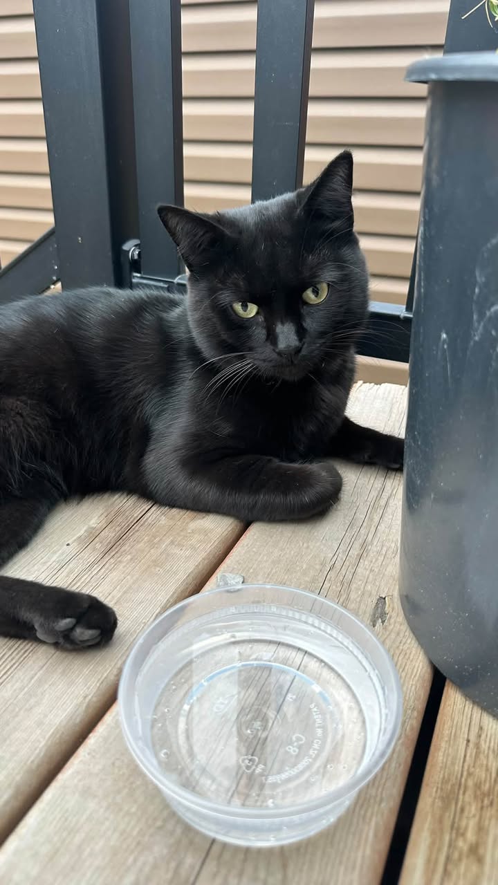 Found cat