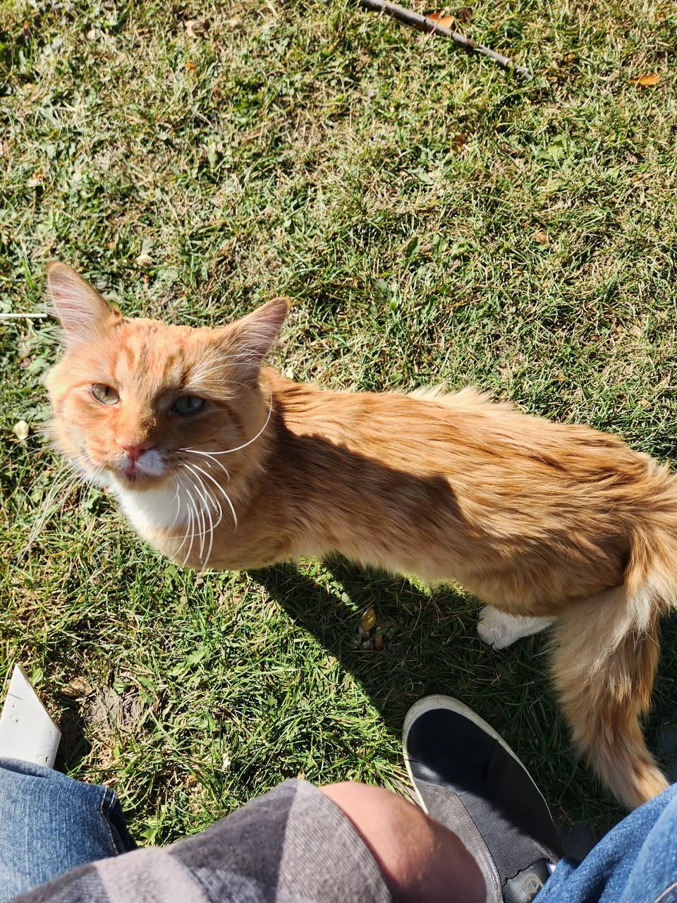 Found cat