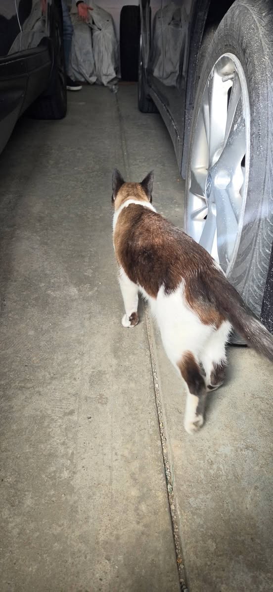 Found cat